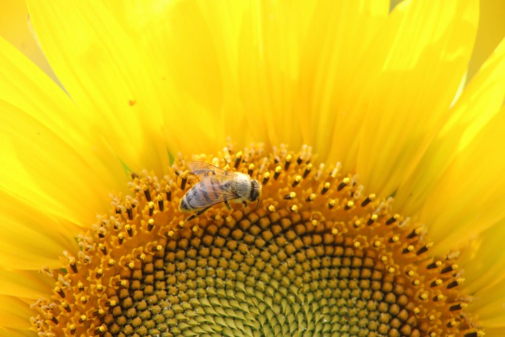 la vie des abeilles, sur un tournesol