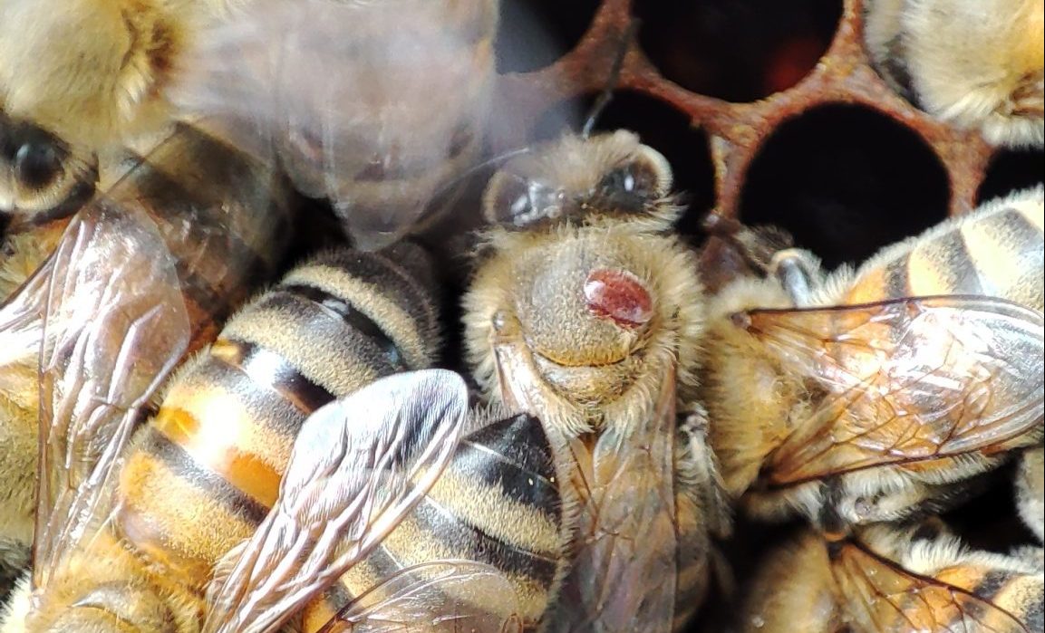 varroa sur abeille